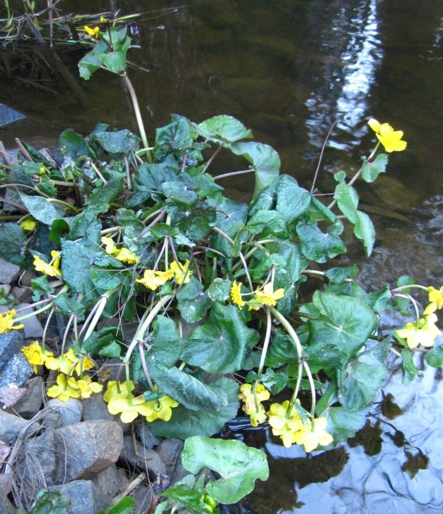 Valokuvaaja: anneli manninen