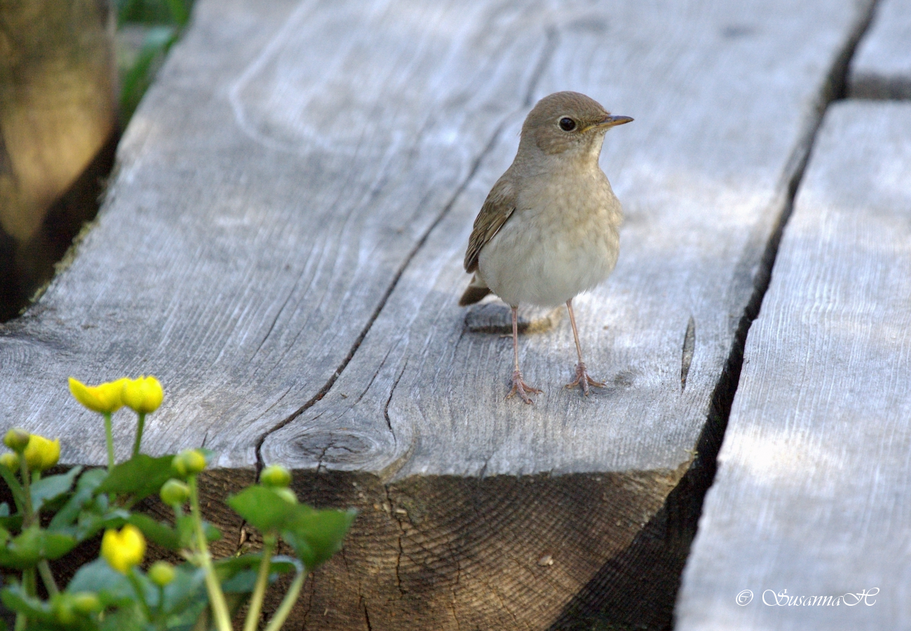 Valokuvaaja: Susanna Hietanen