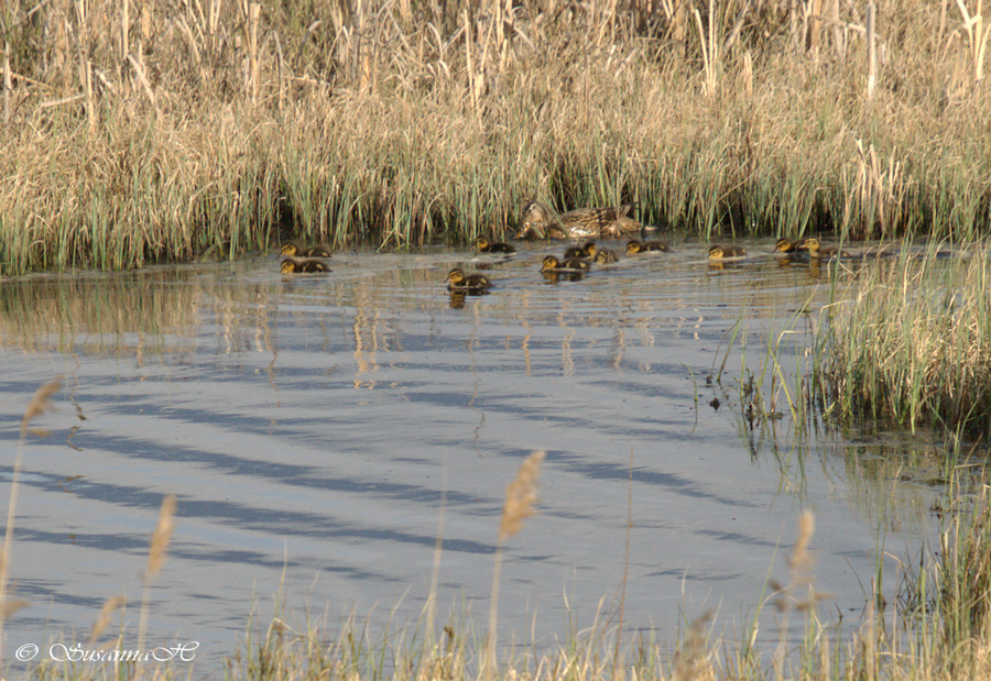Valokuvaaja: Susanna Hietanen Valokuvaaja: Susanna Hietanen
