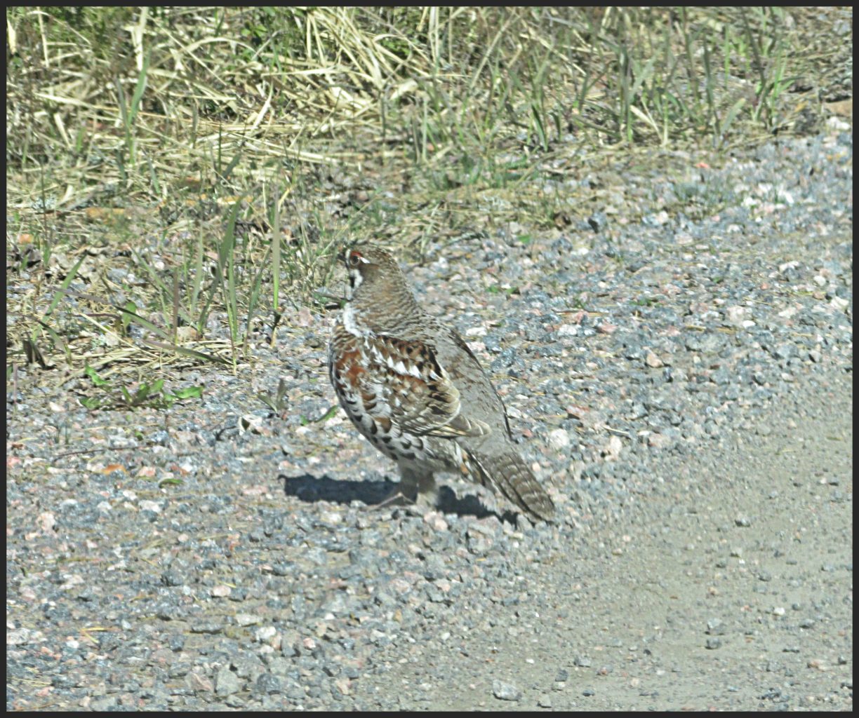 Valokuvaaja: Taina Toivonen Valokuvaaja: Taina Toivonen