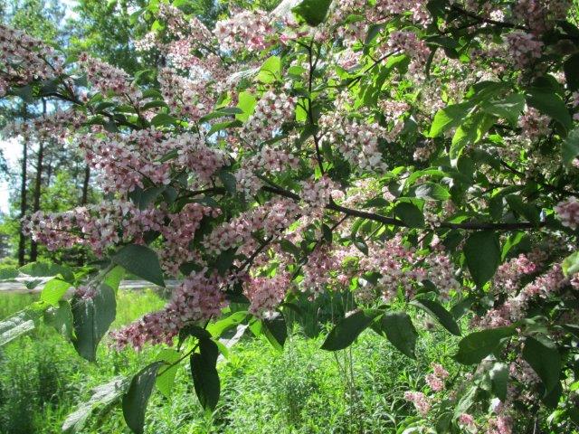Valokuvaaja: Lissu Kaivolehto