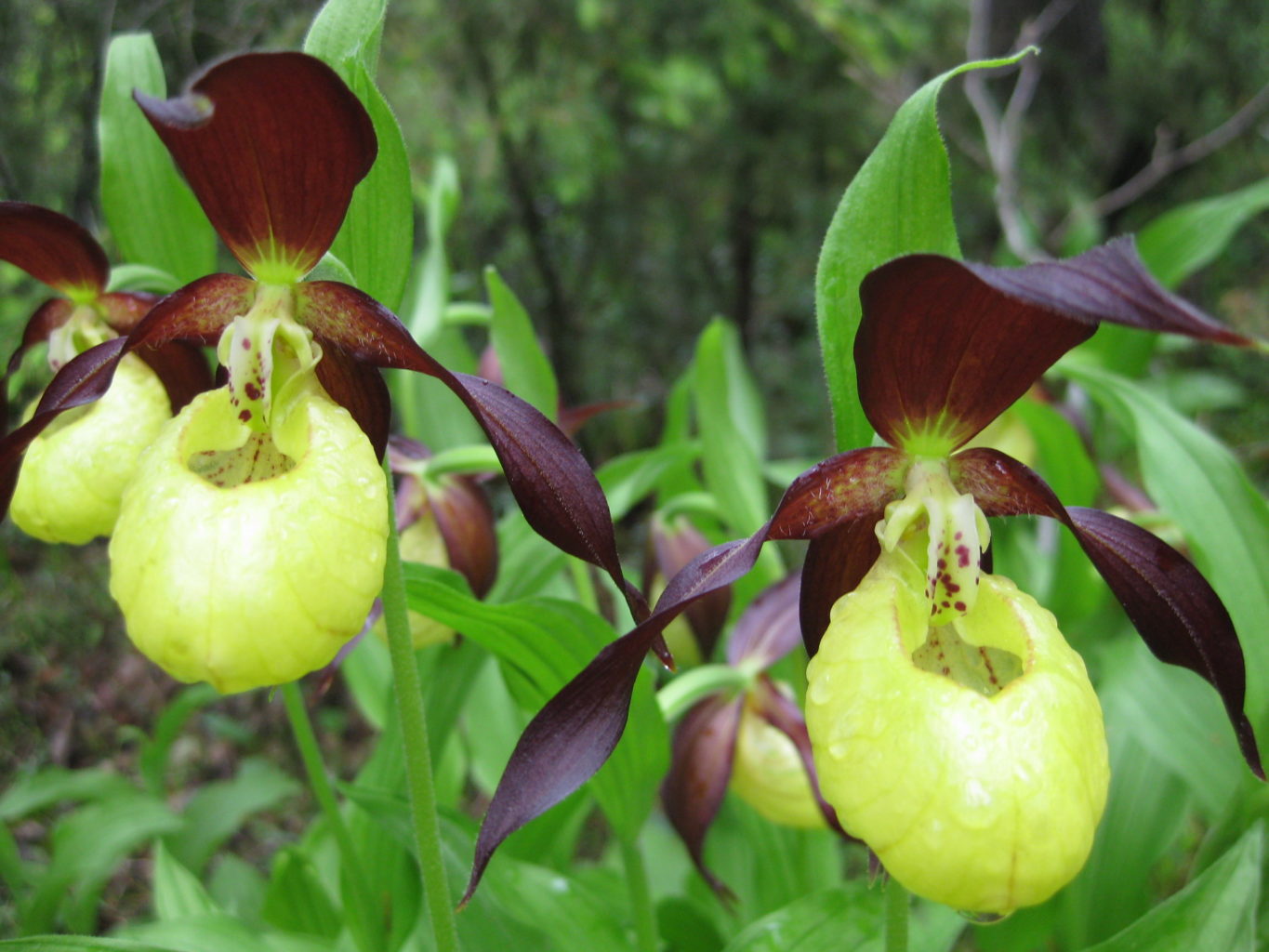 Valokuvaaja: yrjo lukkari Valokuvaaja: yrjo lukkari