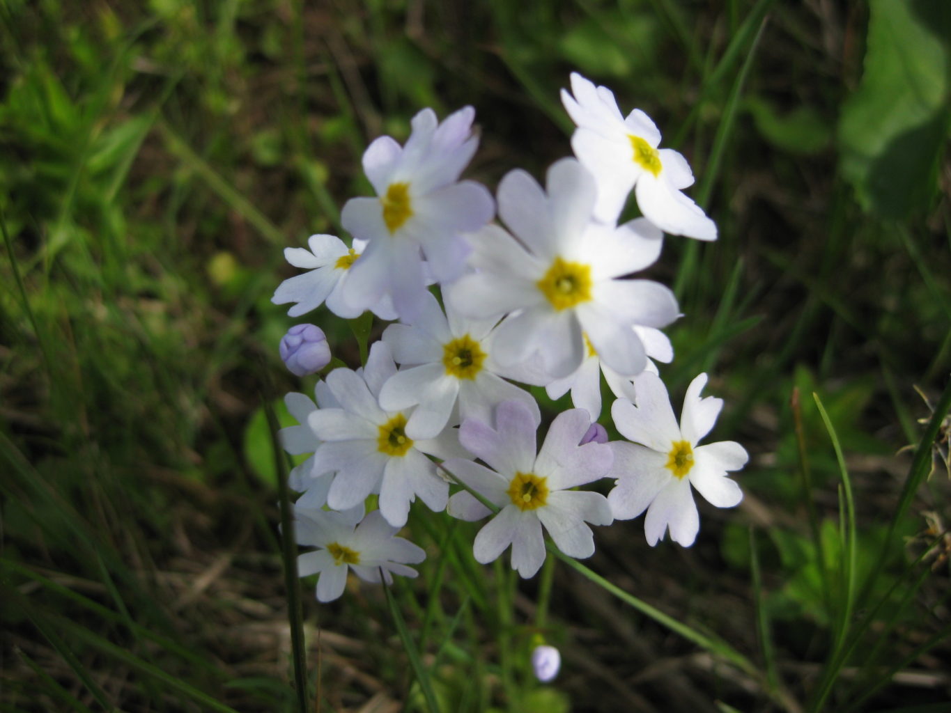 Valokuvaaja: yrjö lukari Valokuvaaja: yrjö lukari