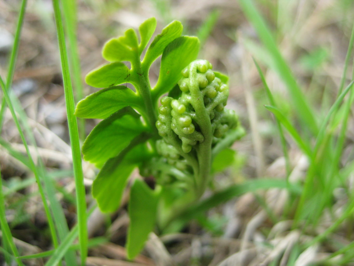 Valokuvaaja: yrjö lukkari
