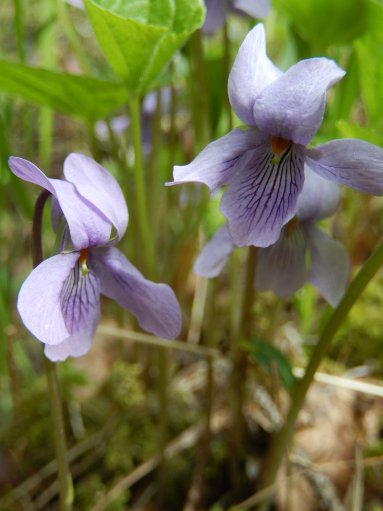 Valokuvaaja: Pirkko Siukonen