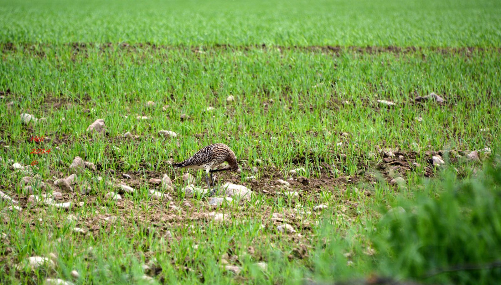 Valokuvaaja: Heli Korhonen