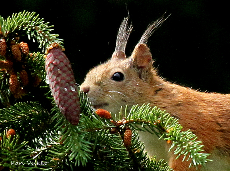 Valokuvaaja: Kari Veikko
