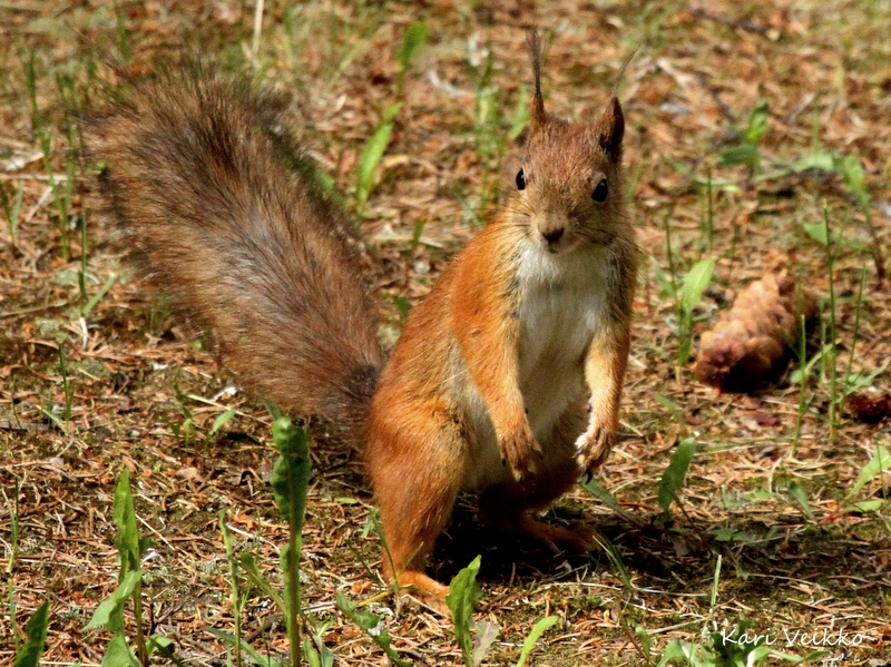 Valokuvaaja: Kari Veikko