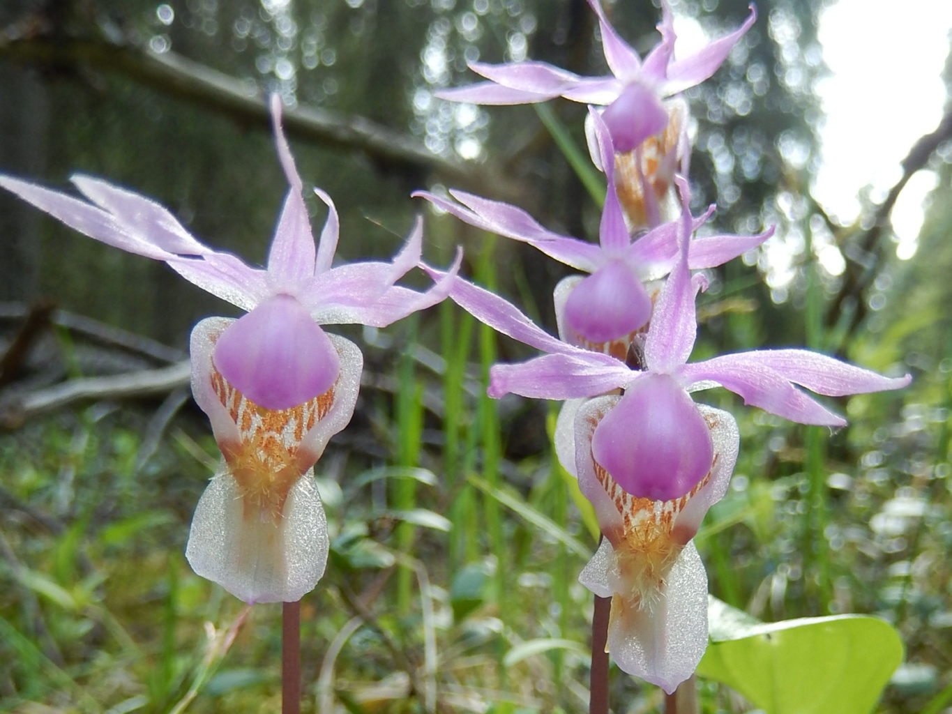 Valokuvaaja: Pirkko Siukonen