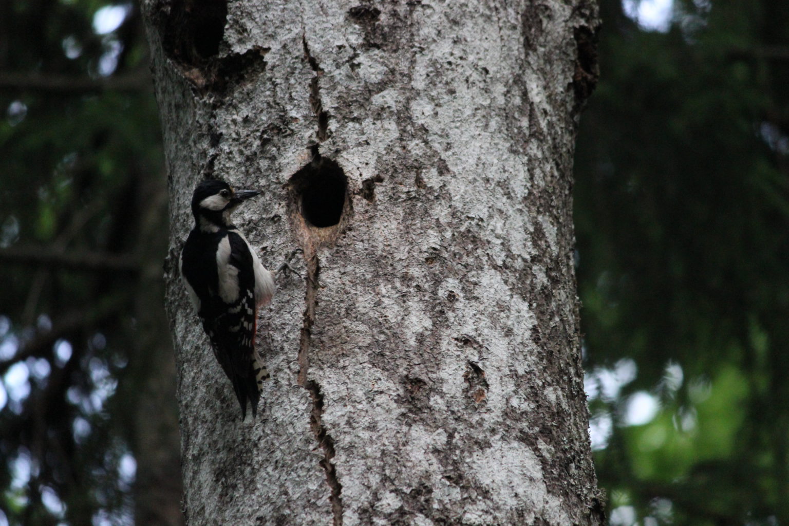 Valokuvaaja: Paija Aila