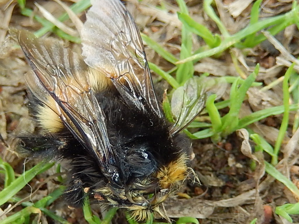 Valokuvaaja: Pirkko Siukonen