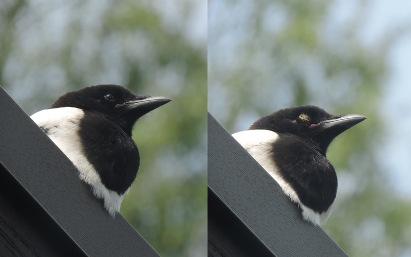 Valokuvaaja: Helena Sytelä Valokuvaaja: Helena Sytelä