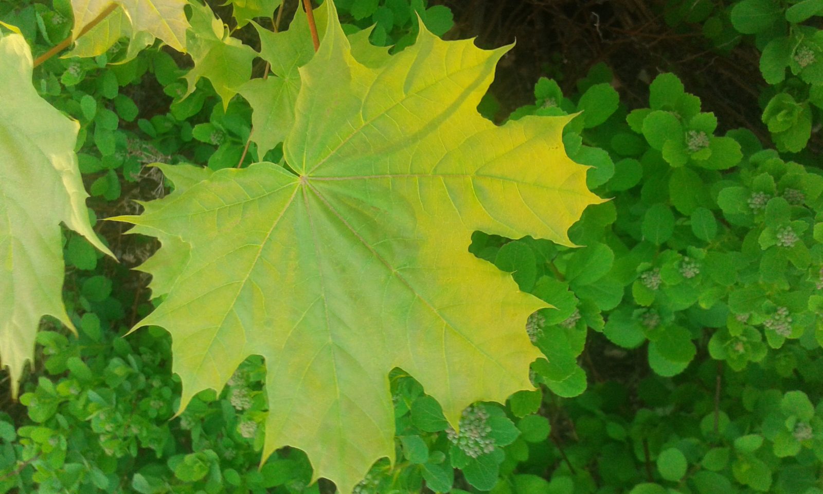 Valokuvaaja: Nelli Roos