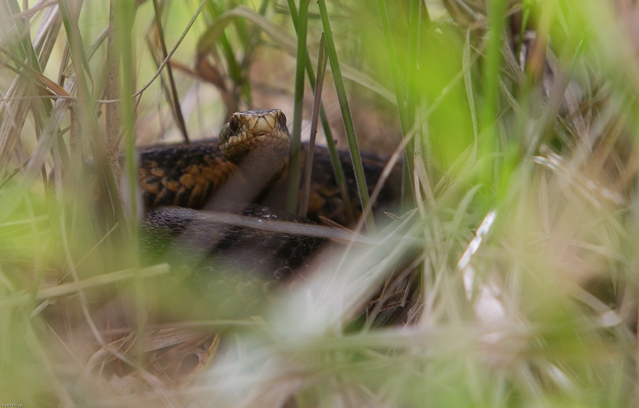 Valokuvaaja: Petri Hirva Valokuvaaja: Petri Hirva
