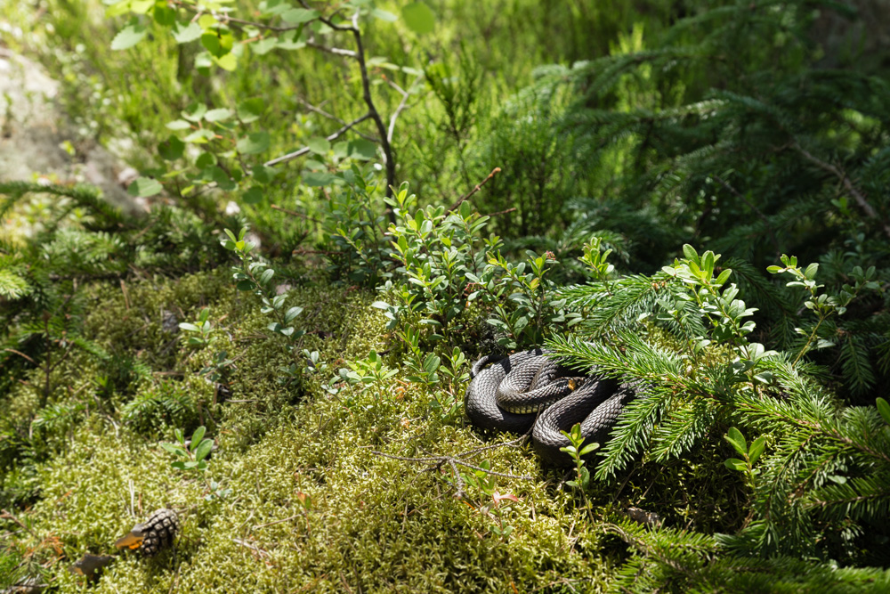 Valokuvaaja: Mervi Veini Valokuvaaja: Mervi Veini