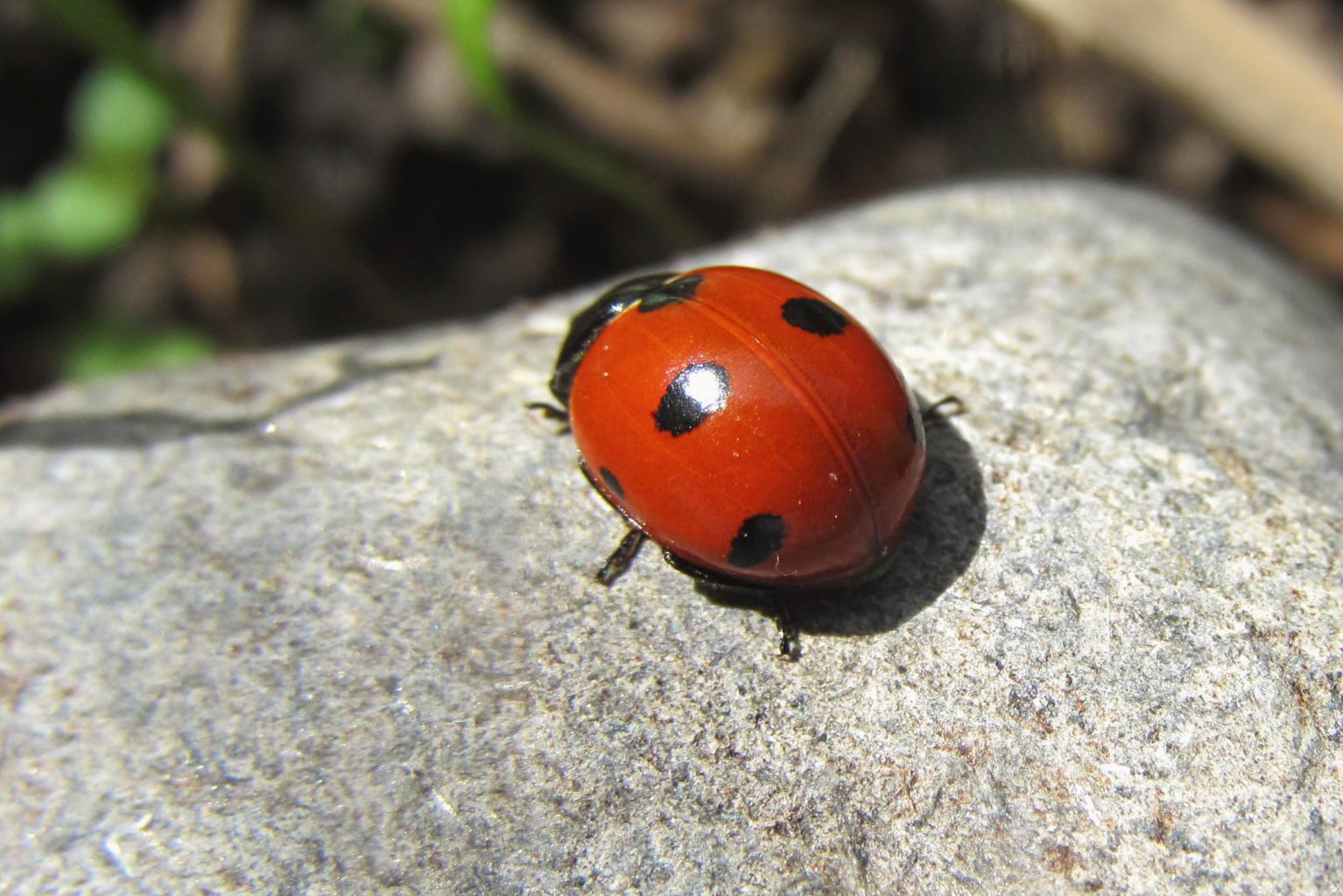 Valokuvaaja: Anna-Liisa Palomaa