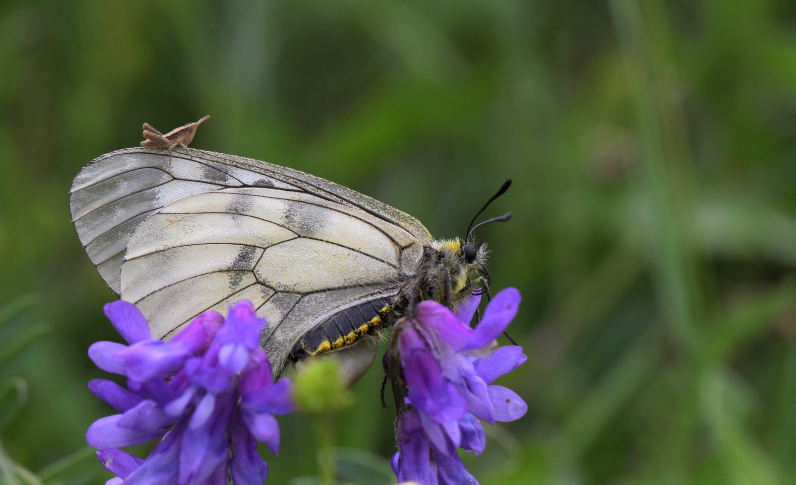 Valokuvaaja: tuittu karlsson