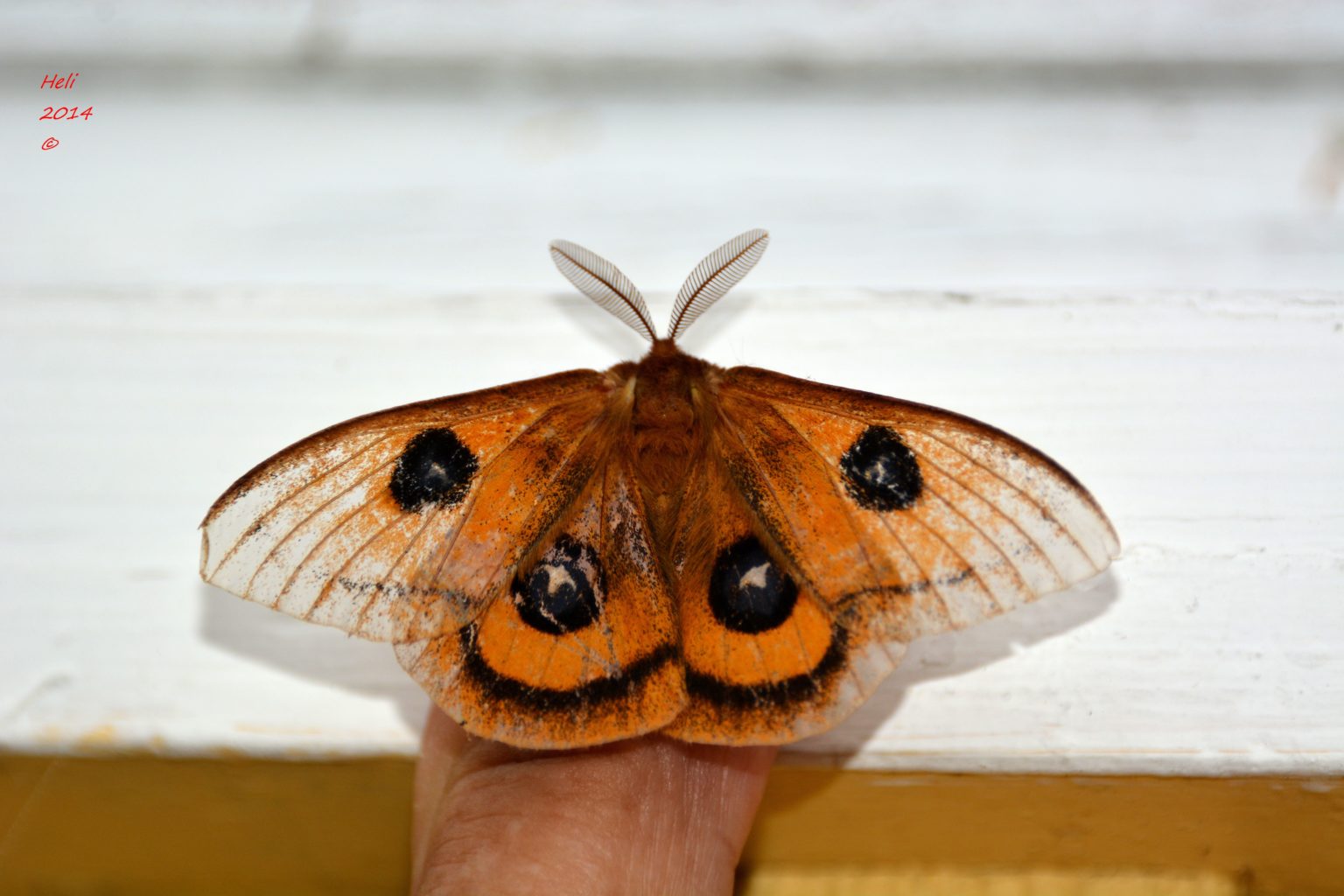 Valokuvaaja: Heli Korhonen