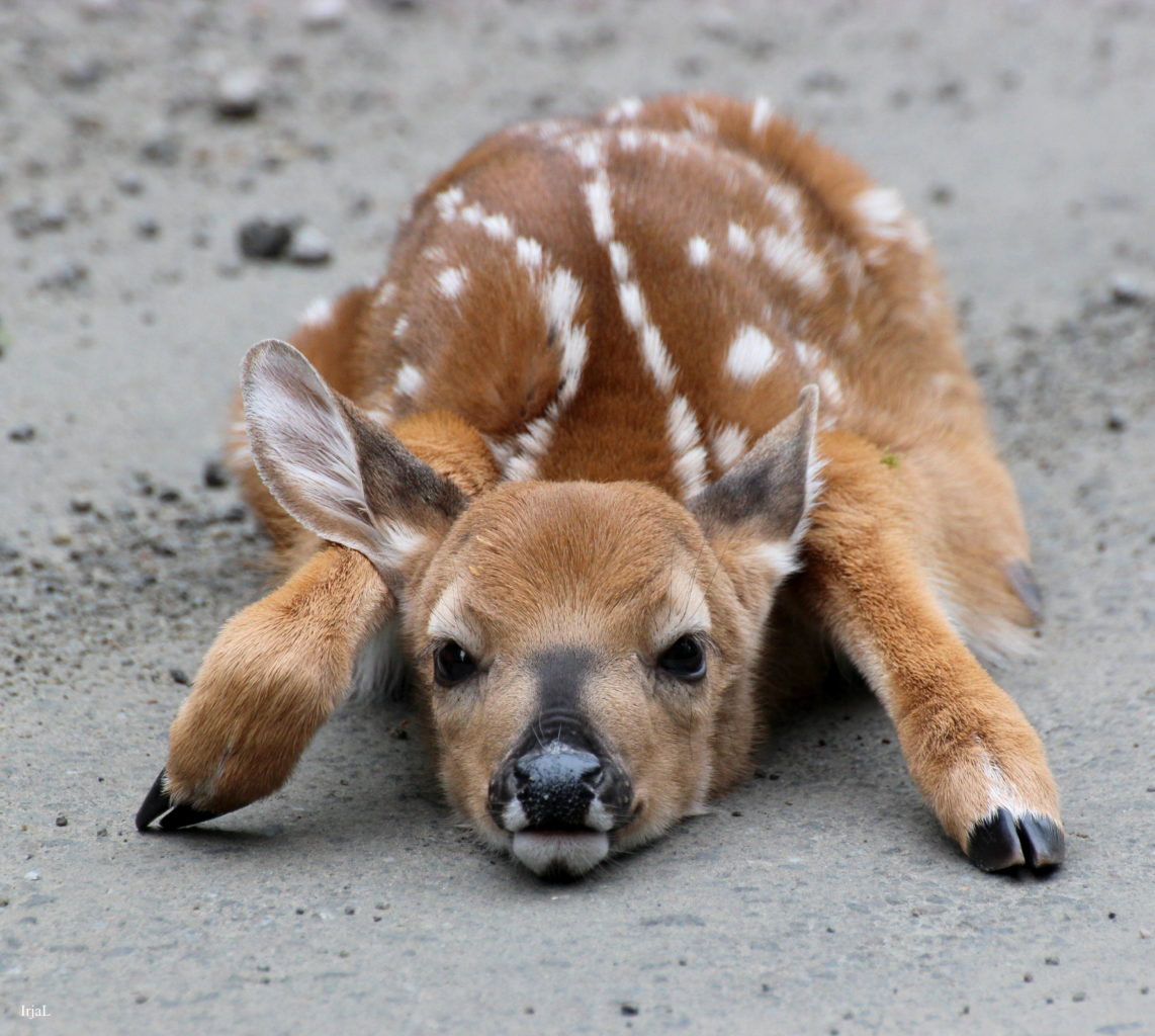 Valokuvaaja: Irja Lehtinen