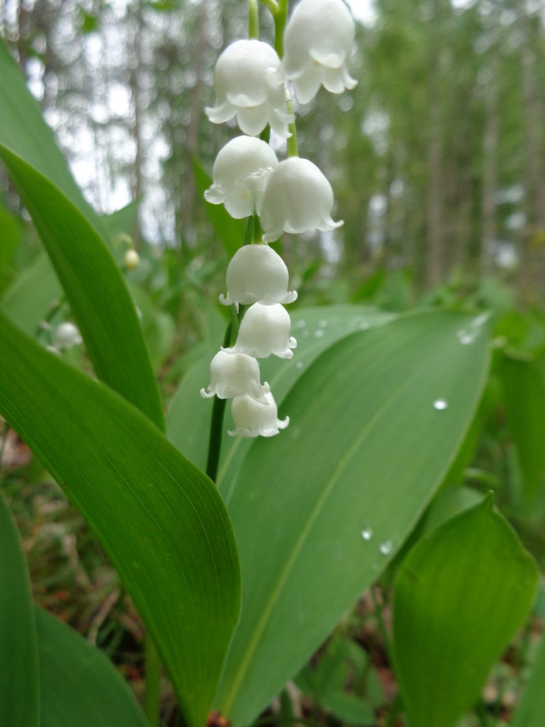 Valokuvaaja: Heli Heiniö