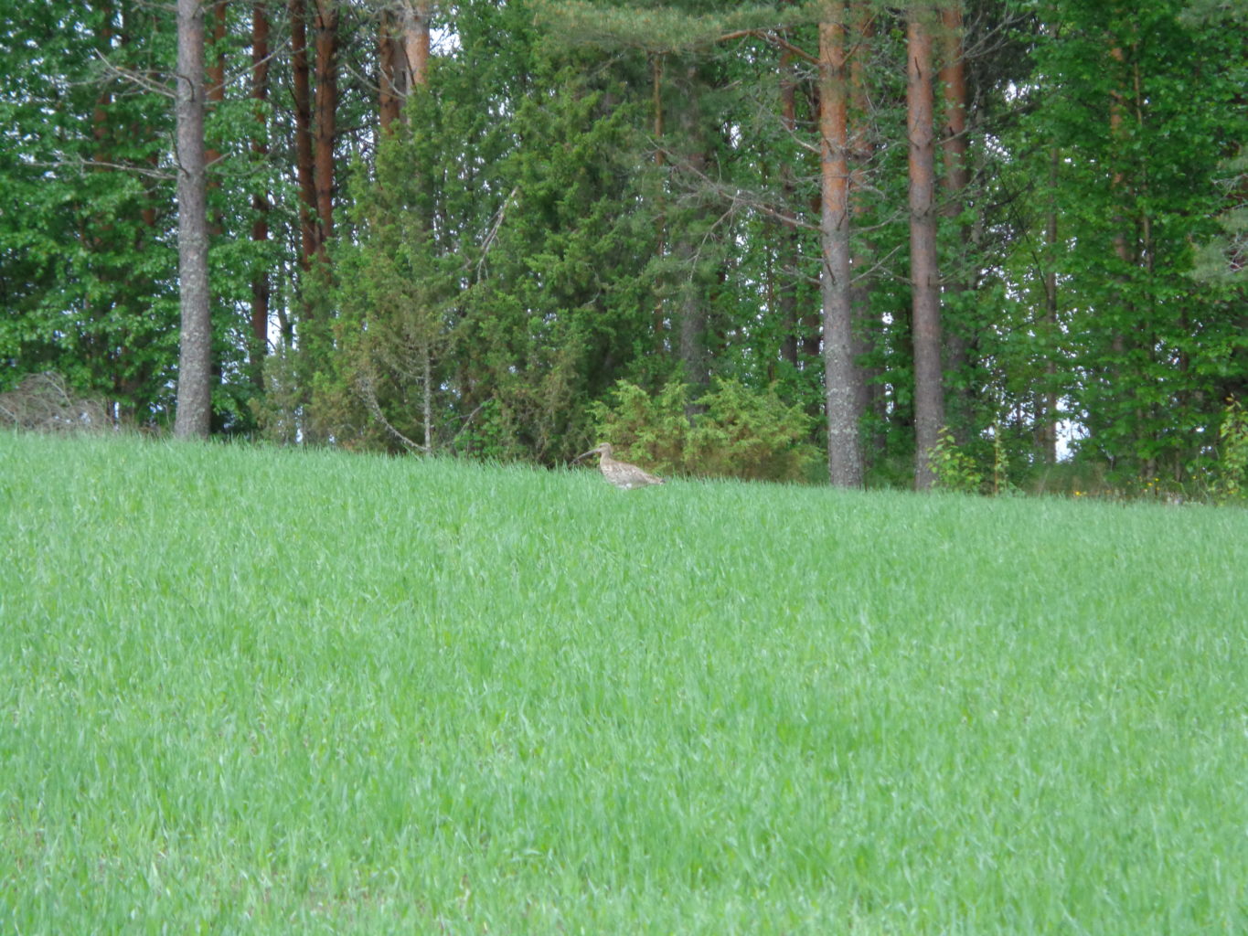 Valokuvaaja: Heli Heiniö
