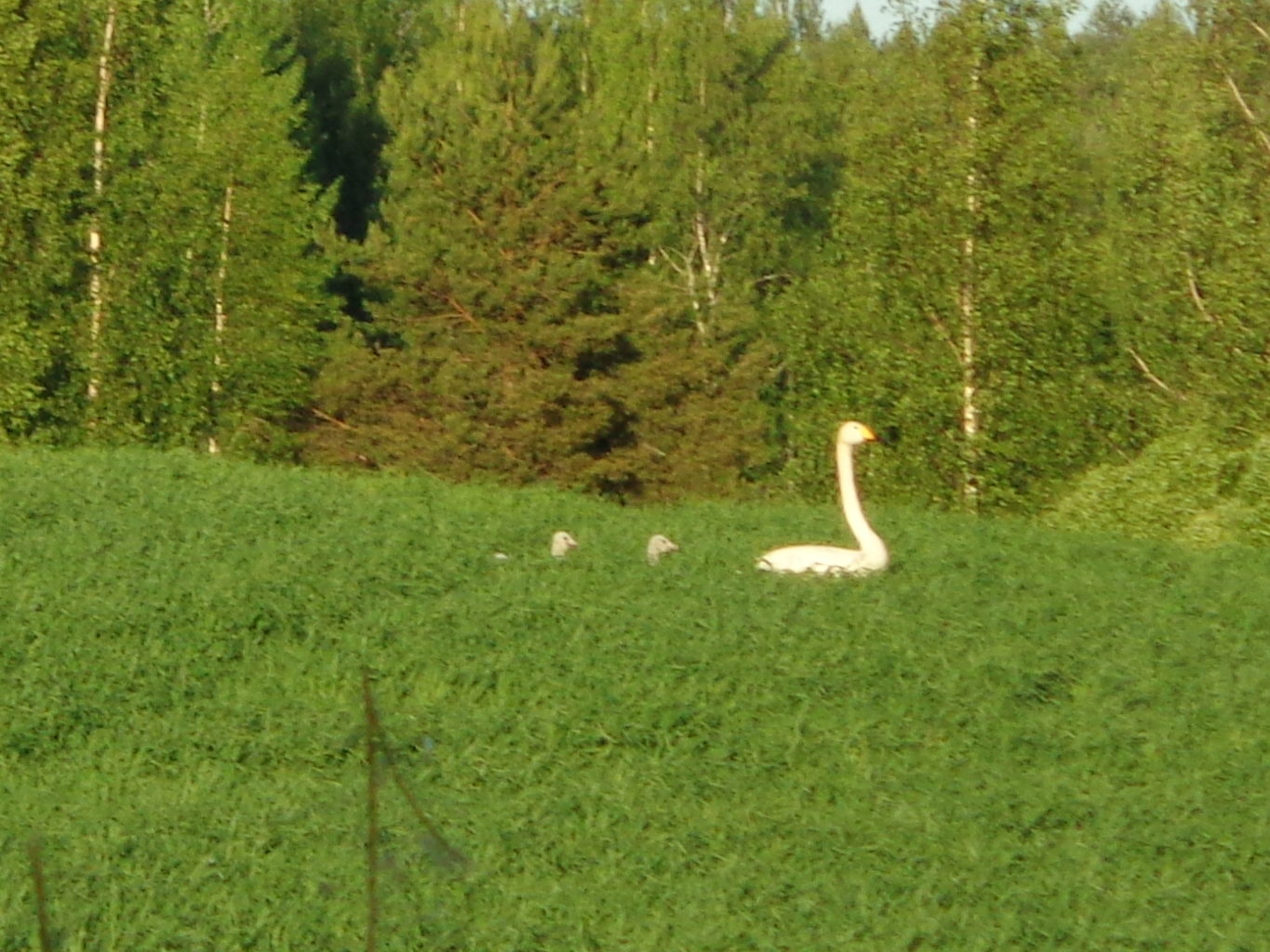 Valokuvaaja: Heli Heiniö