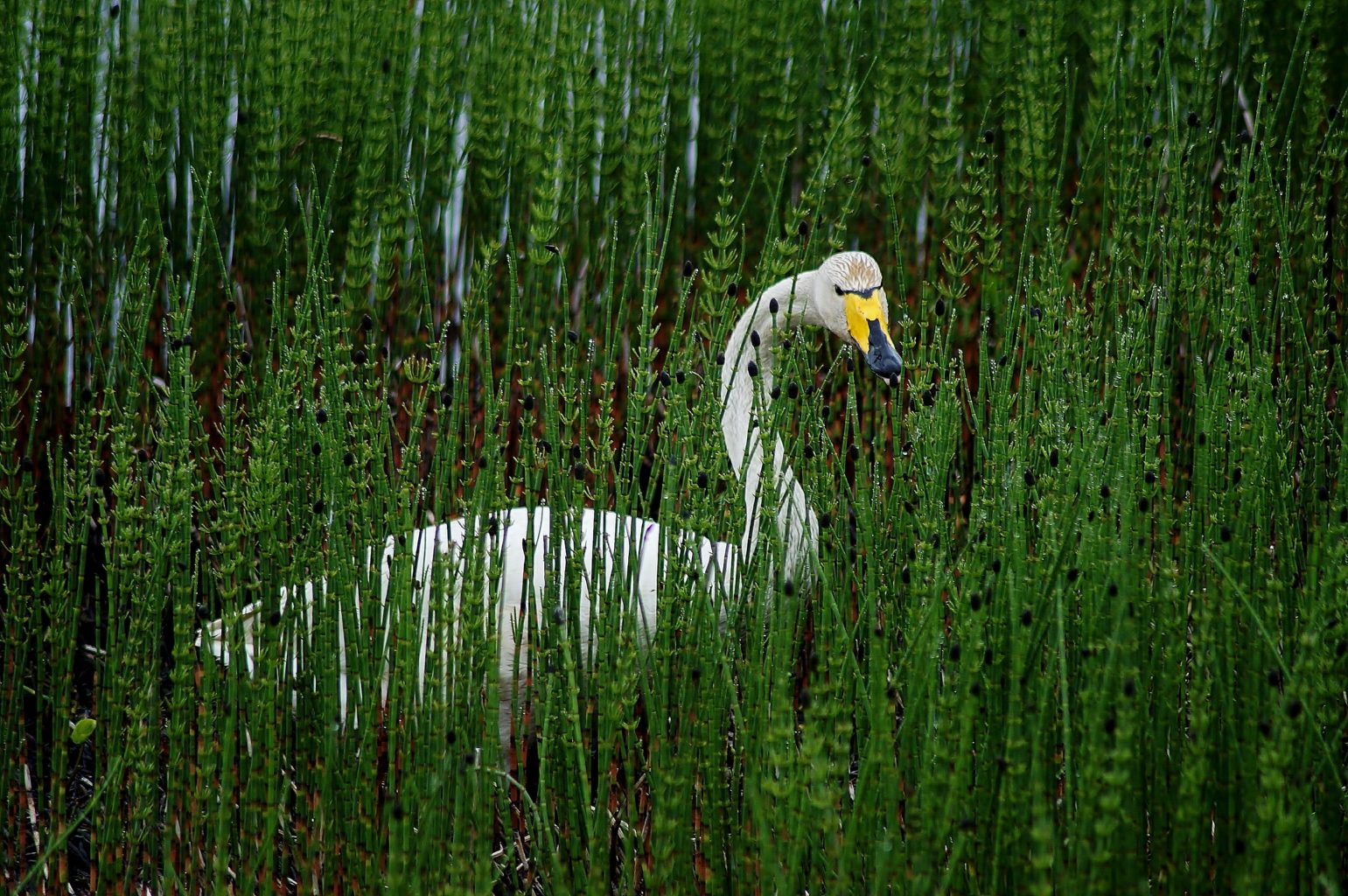 Valokuvaaja: Maarit Siitonen Valokuvaaja: Maarit Siitonen