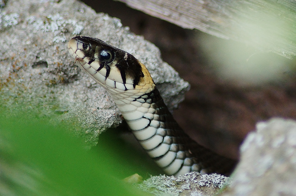 Valokuvaaja: Maarit Siitonen