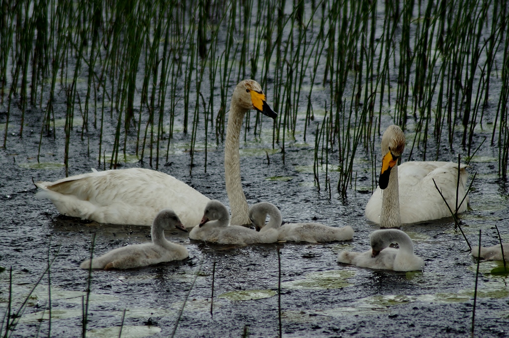 Valokuvaaja: Maarit Siitonen