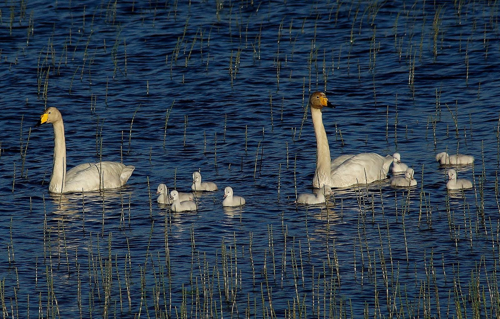 Valokuvaaja: Maarit Siitonen