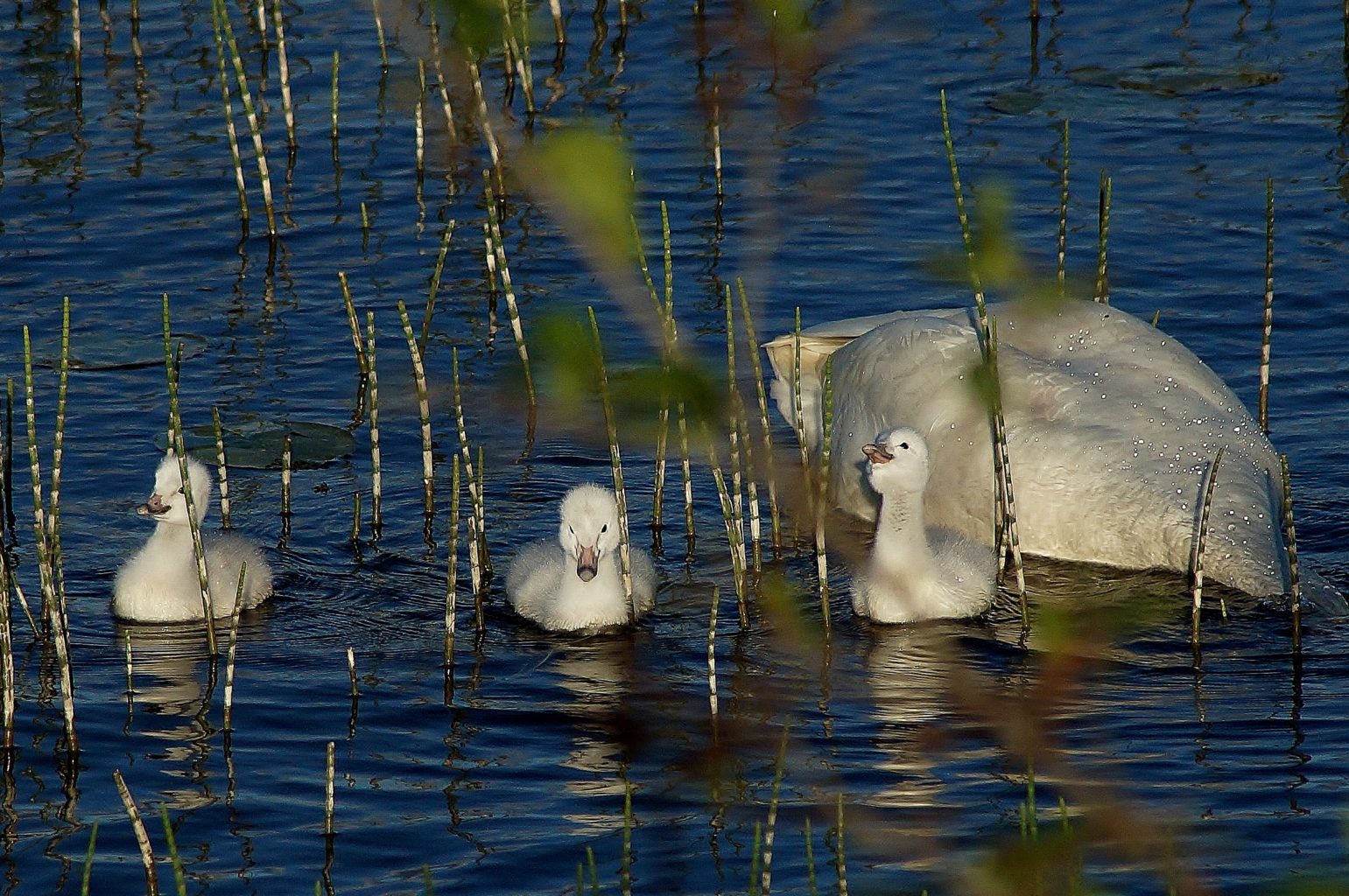 Valokuvaaja: Maarit Siitonen