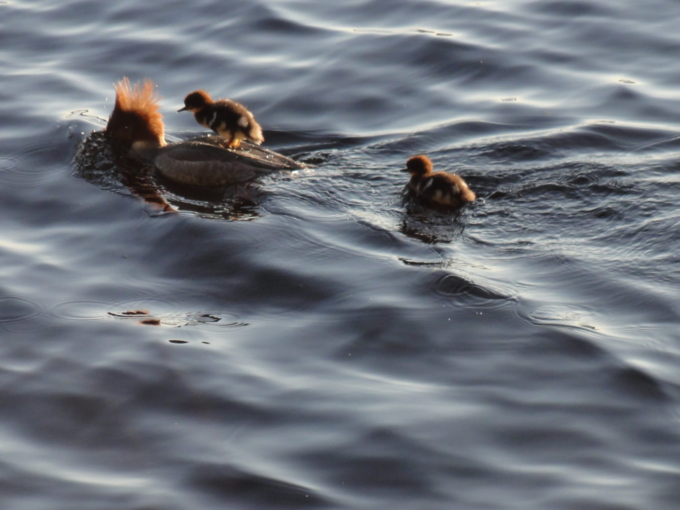 Valokuvaaja: Vuokko Virtanen