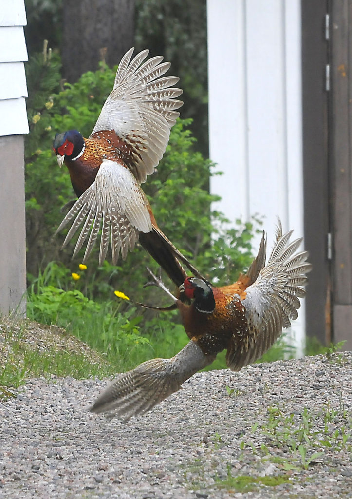 Valokuvaaja: Eero Auvinen