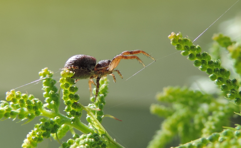 Valokuvaaja: Helena Sytelä