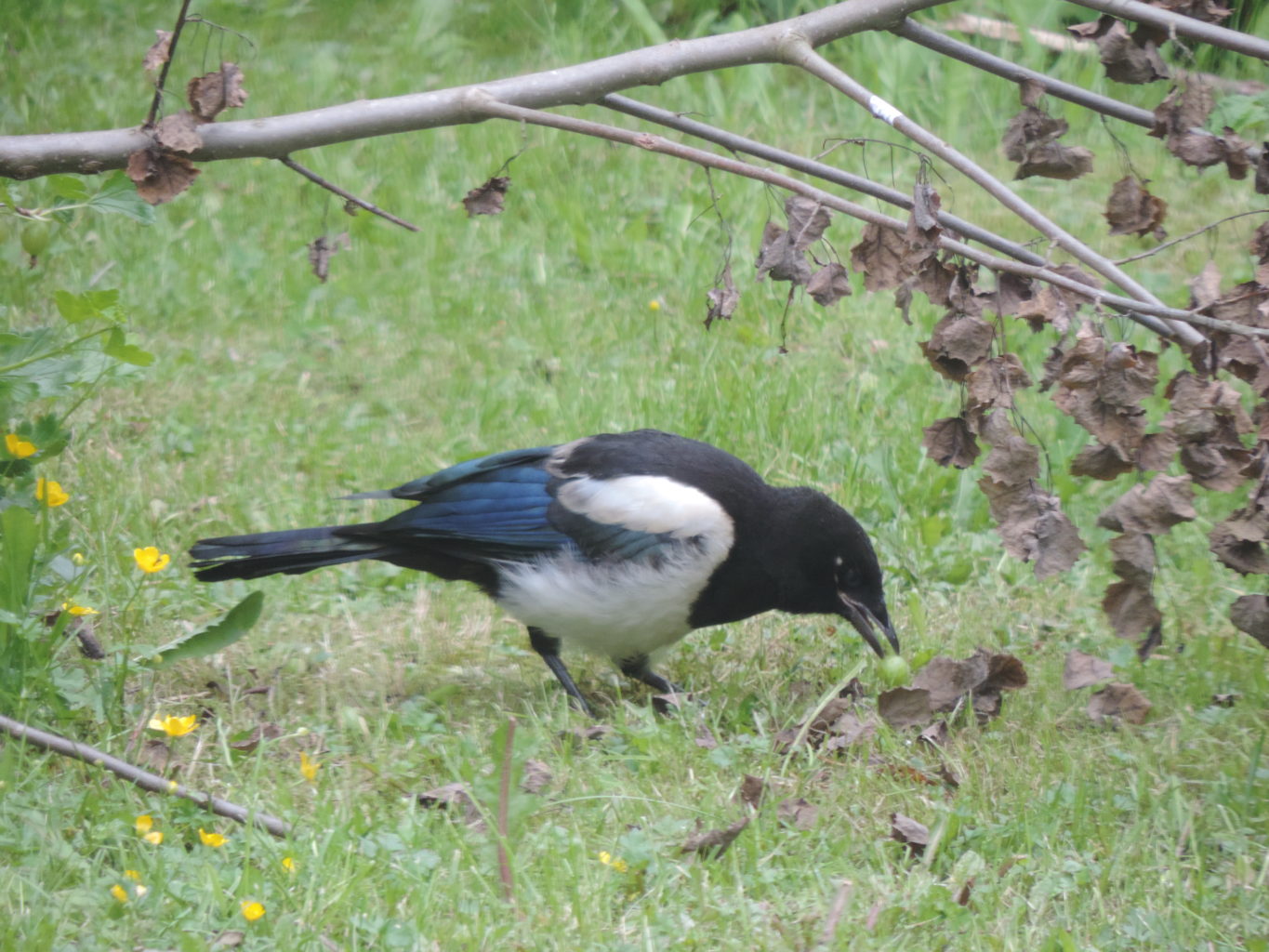Valokuvaaja: Helena Sytelä