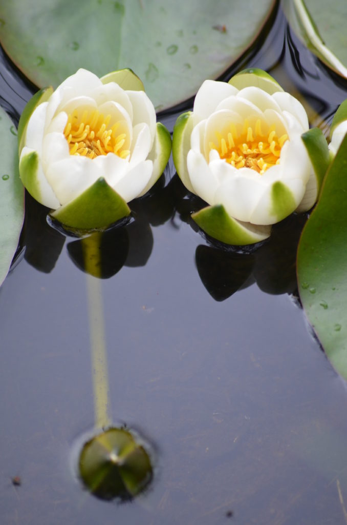 Valokuvaaja: Eija Varjola