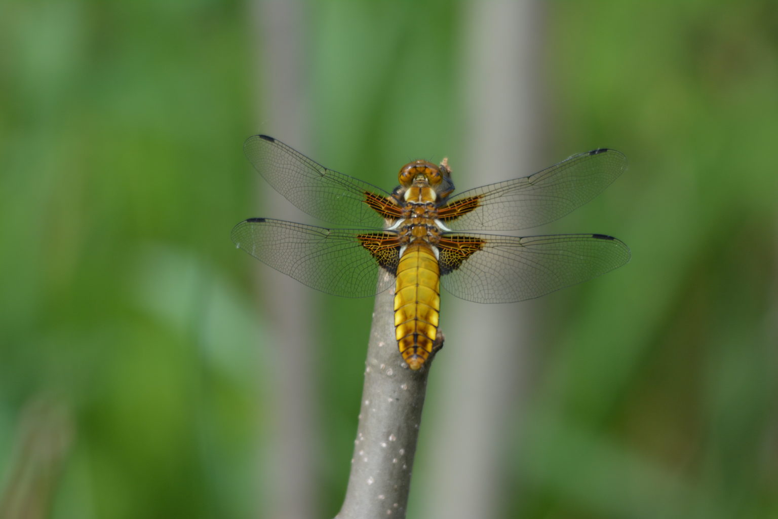 Valokuvaaja: Kari Wallenius