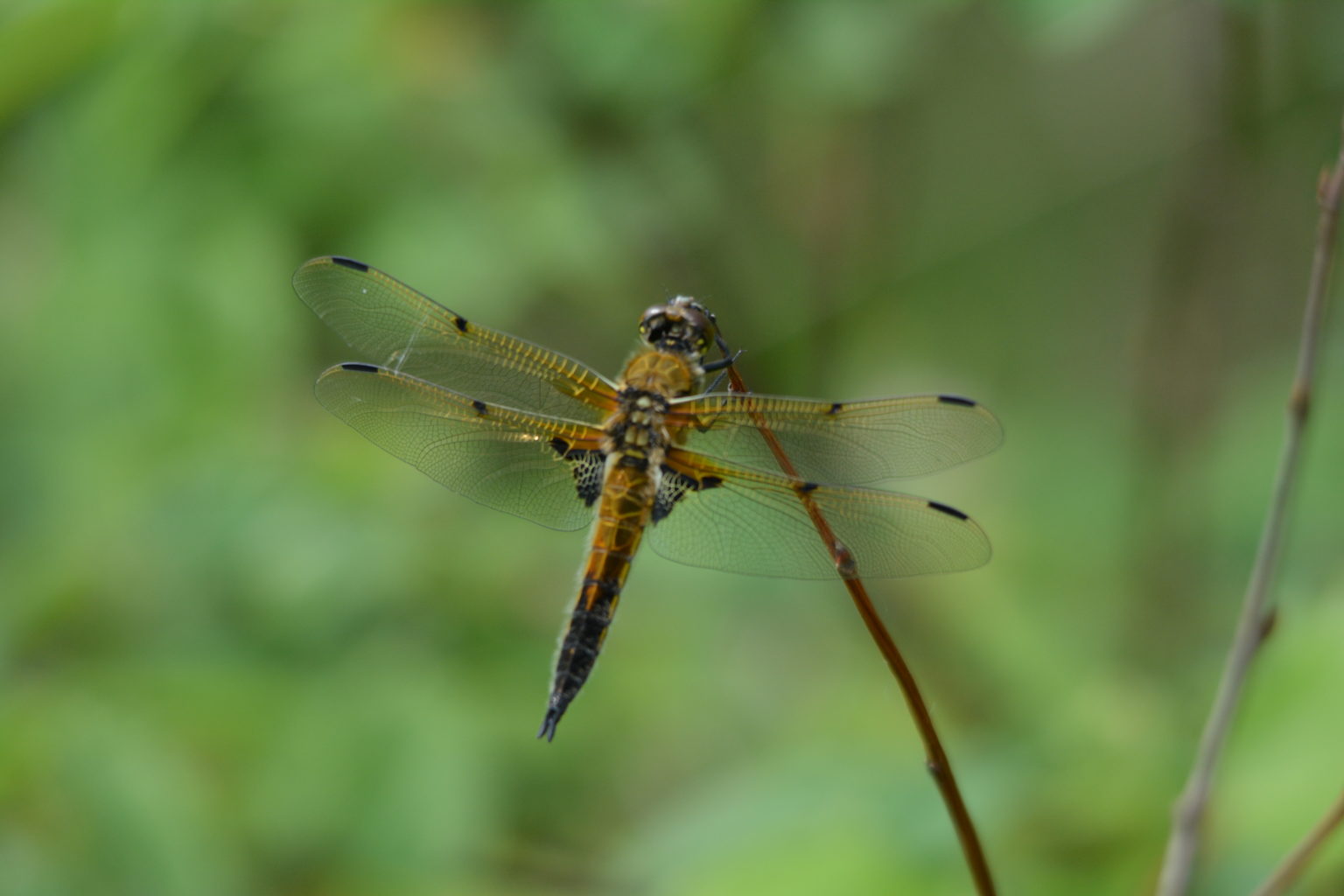 Valokuvaaja: Kari Wallenius