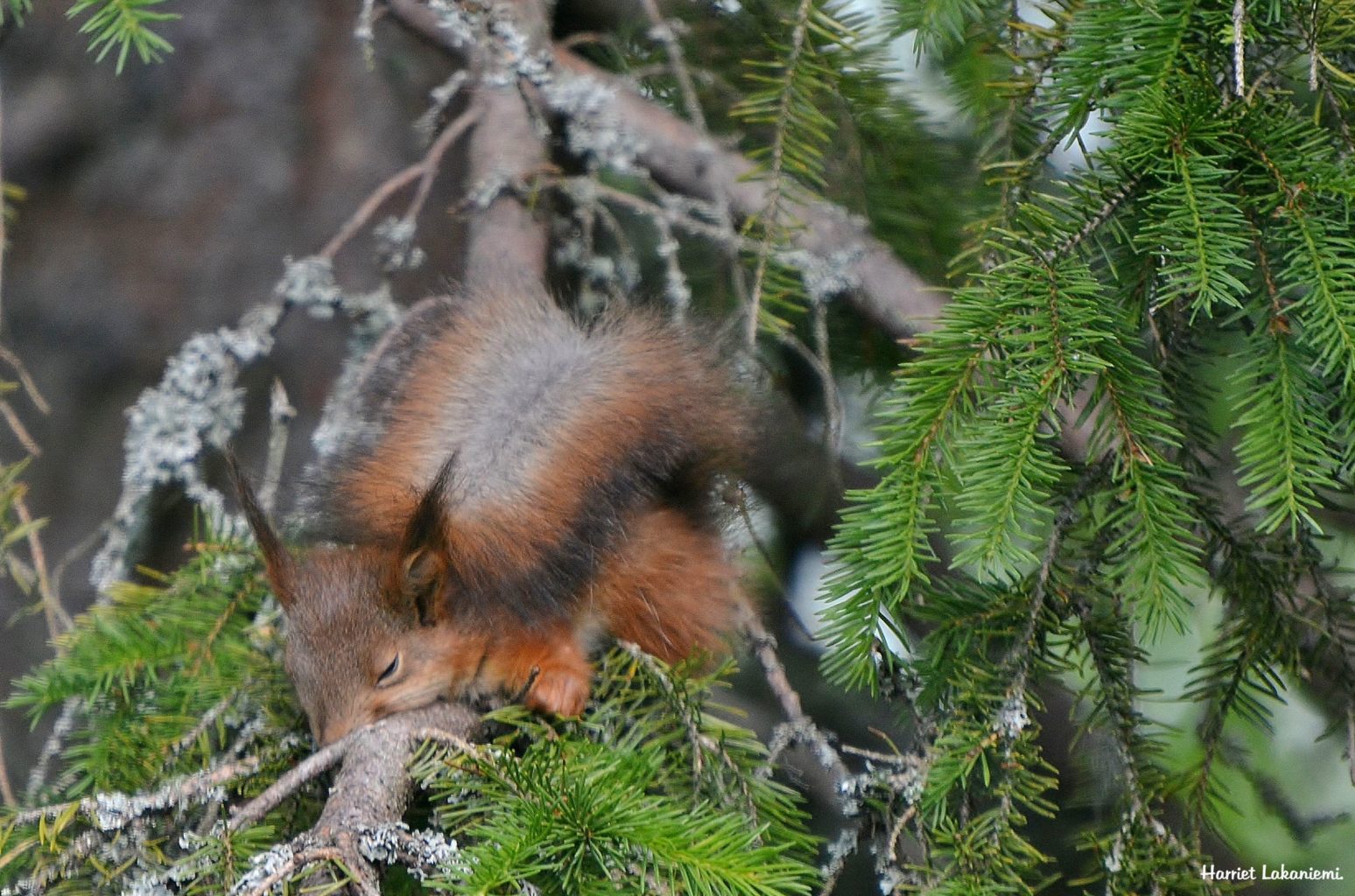 Valokuvaaja: Harriet Lakaniemi