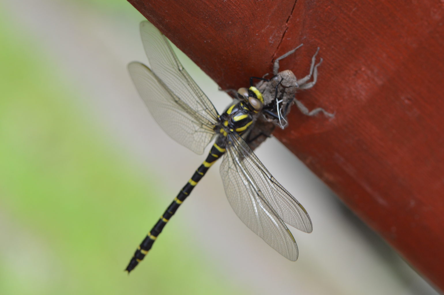 Valokuvaaja: Mirja Kivelä