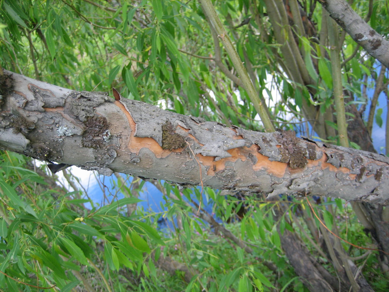 Valokuvaaja: Marja Marjamaa