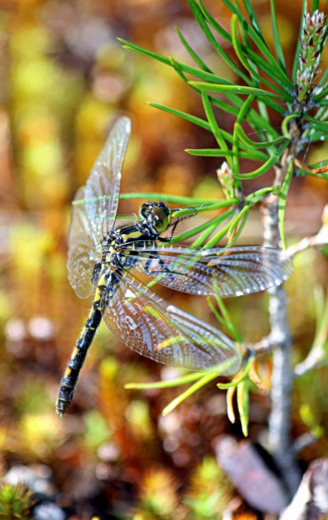 Valokuvaaja: Saija Taka-Eilola