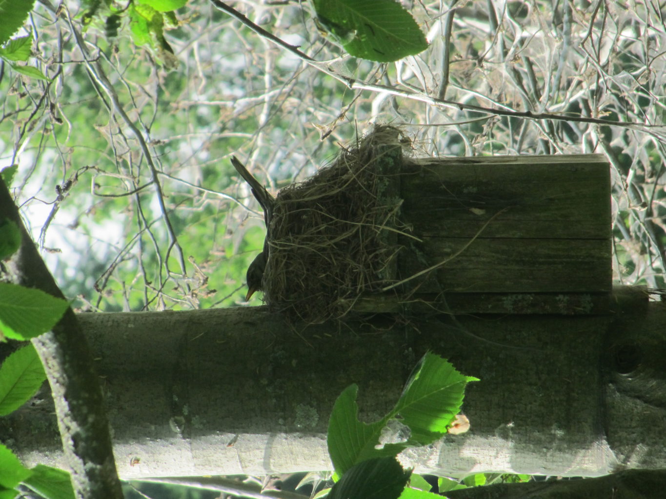 Valokuvaaja: Risto Savolainen