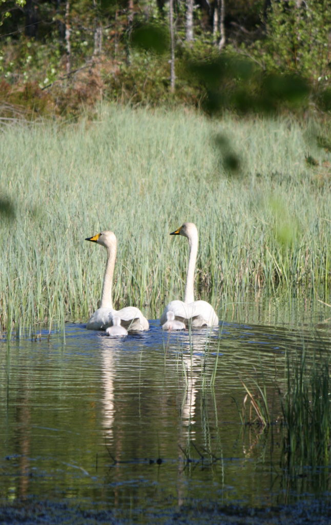 Valokuvaaja: Saija Taka-Eilola
