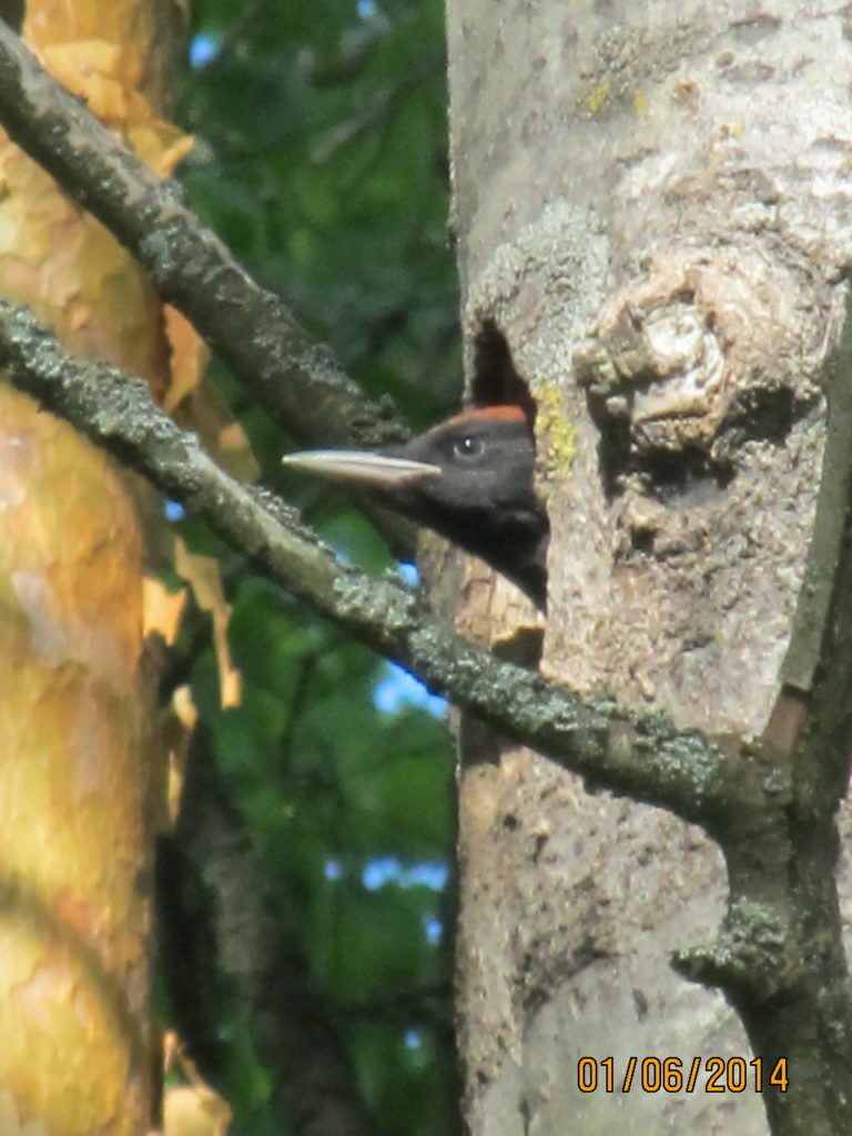 Valokuvaaja: Tuula Makkonen
