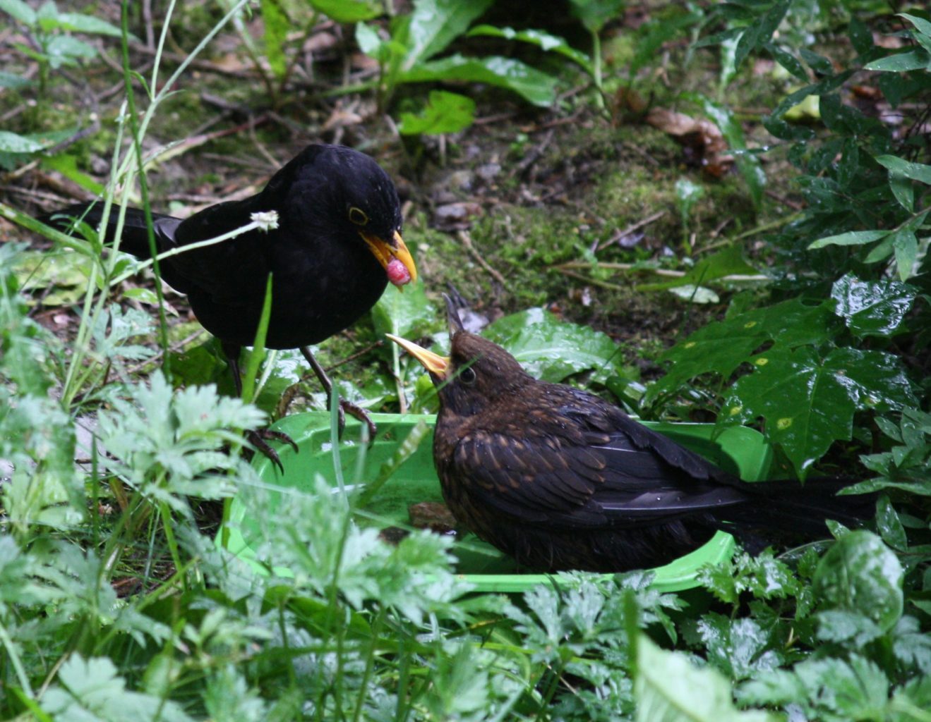 Valokuvaaja: Tuula Vilva