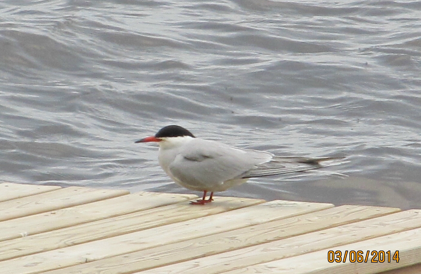 Valokuvaaja: Tuula Makkonen