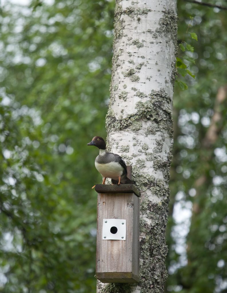 Valokuvaaja: Outi Ritvanen