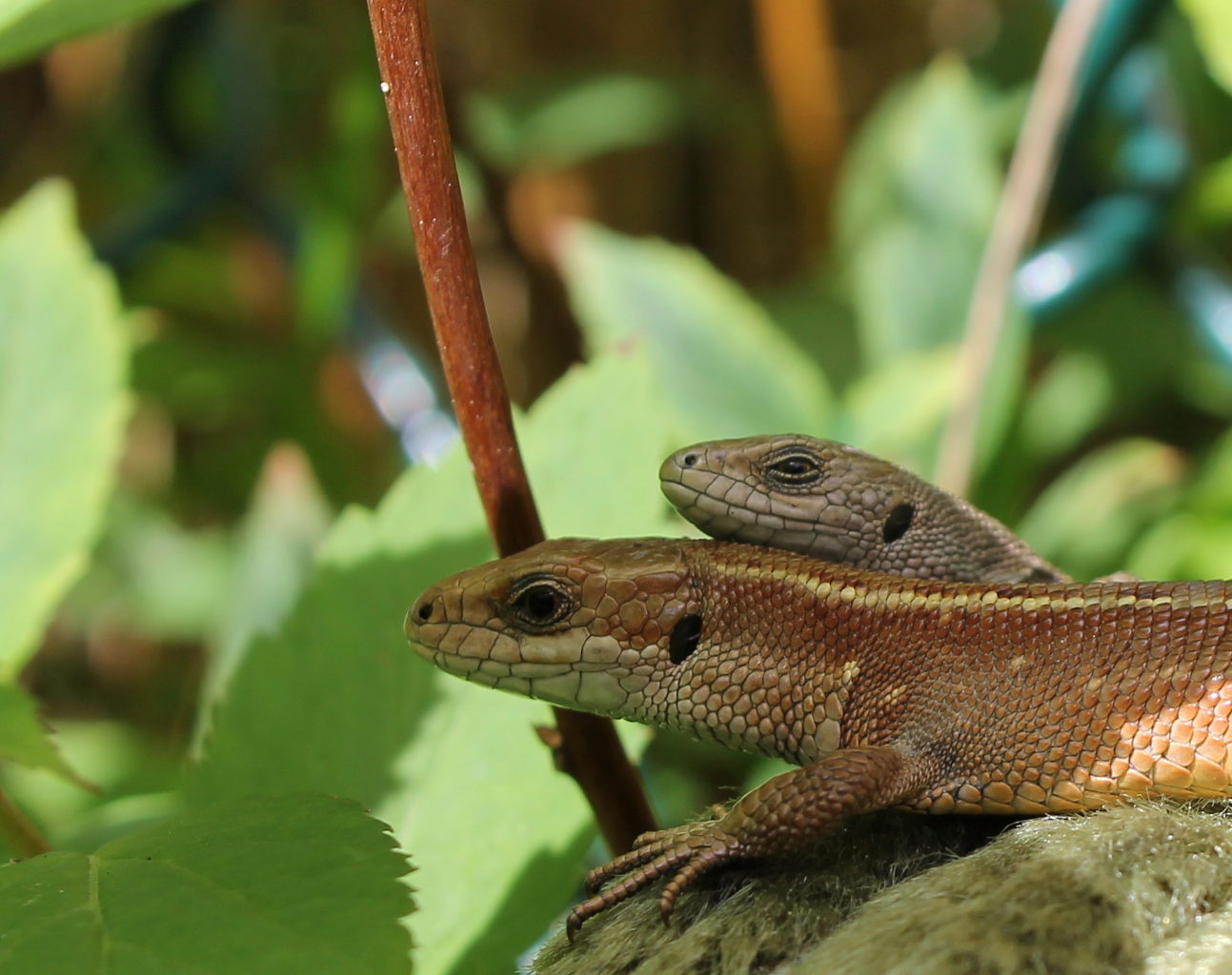 Valokuvaaja: Satu Kuntola