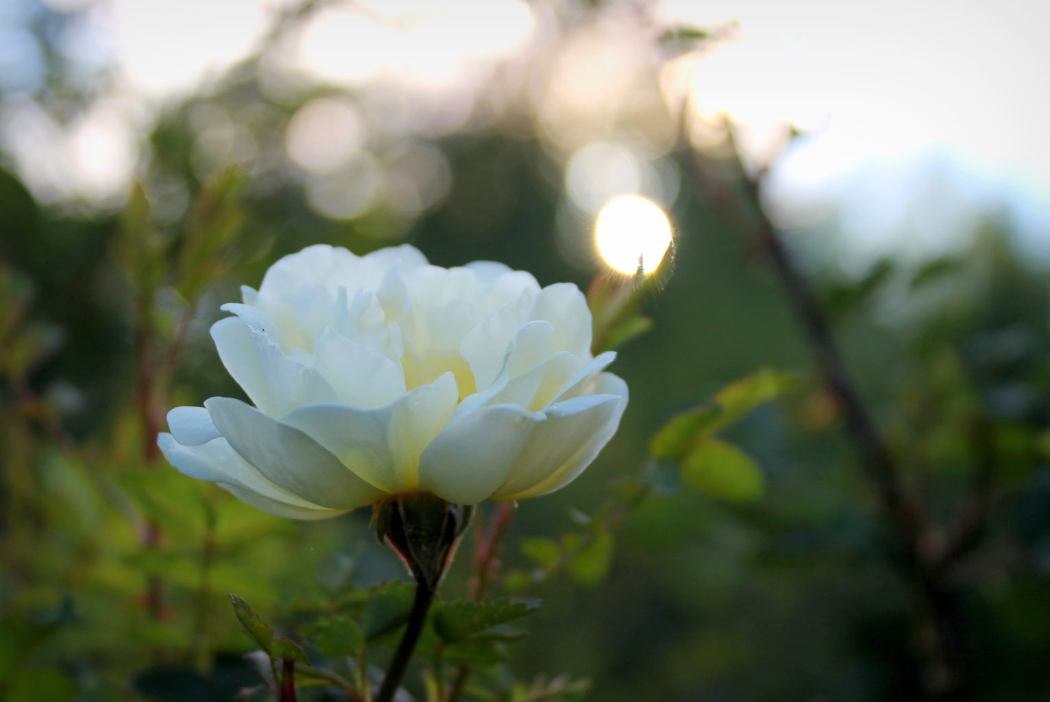 Valokuvaaja: Paula Savelius